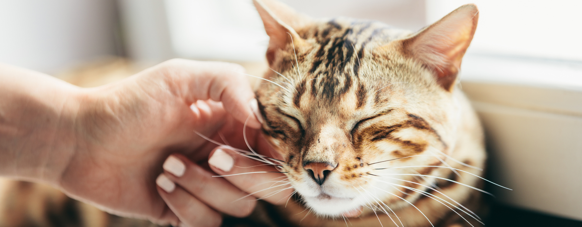 Kačių elgesys ir psichologija – kaip atpažinti, kada katė laiminga, o kada jaučia nerimą?