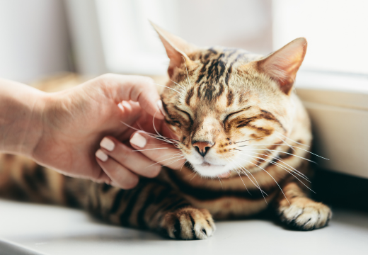 Kačių elgesys ir psichologija – kaip atpažinti, kada katė laiminga, o kada jaučia nerimą?