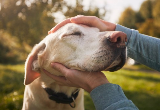 Ar jūsų augintinis apsaugotas nuo pasiutligės? Vet1 klinikos vadovė primena svarbiausius faktus